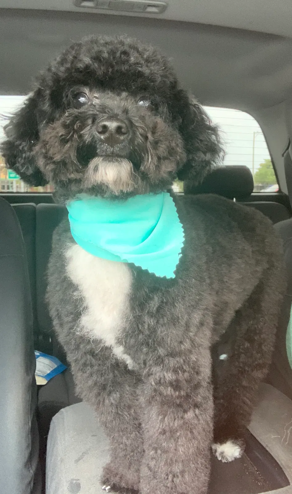 Lost dog in Kissimmee, FL, 34747