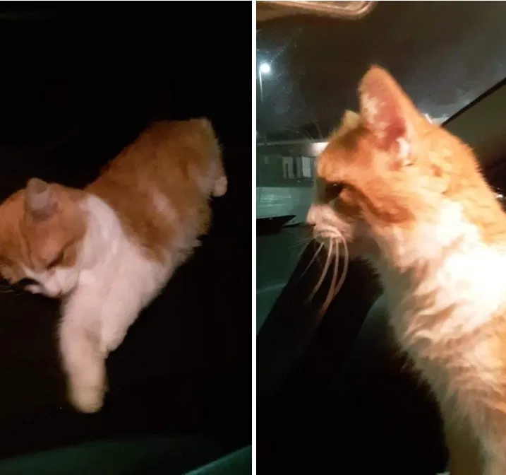Lost cat in Columbus, OH, 43204