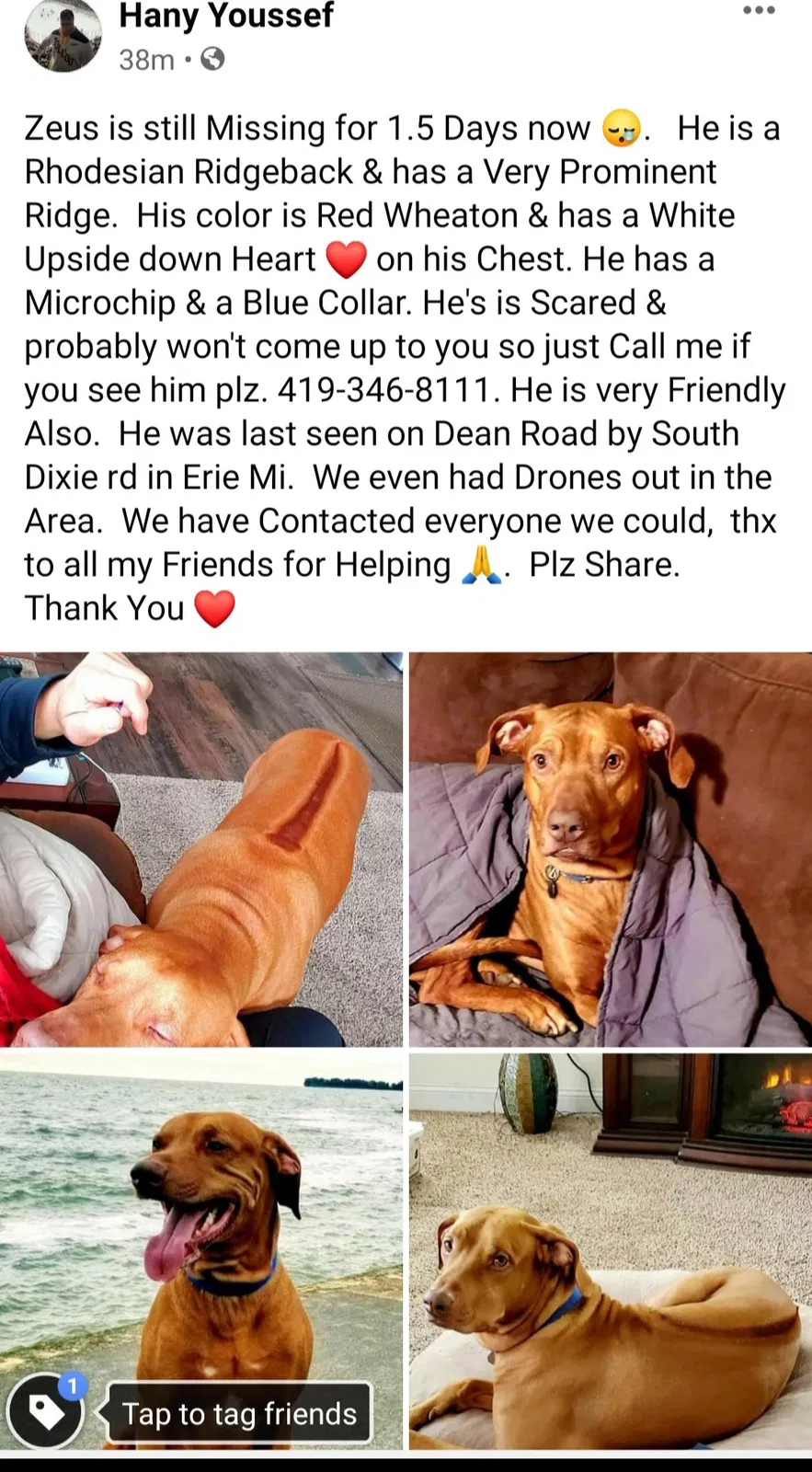 Lost dog in Erie, MI, 48133