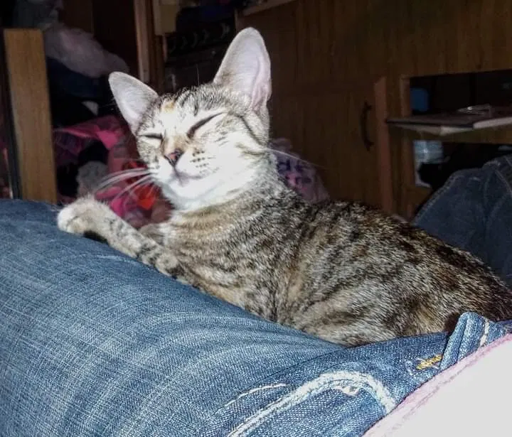 Lost cat in Alexander, AR, 72002