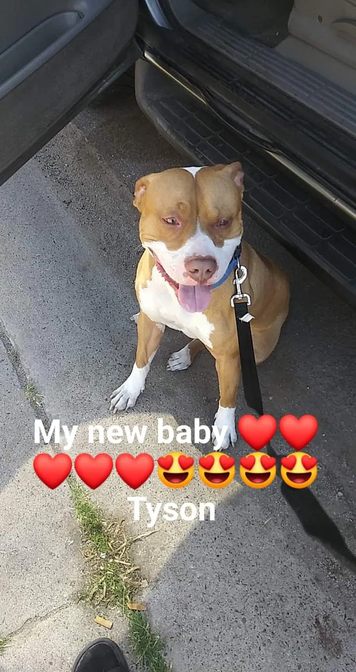 Lost dog in Phoenix, AZ, 85042
