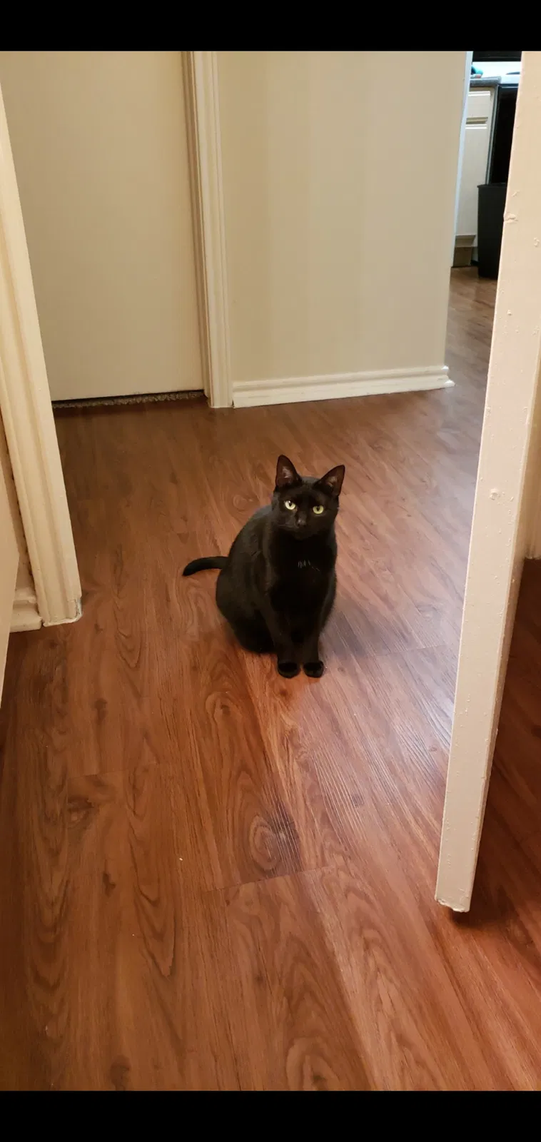 Lost cat in Austin, TX, 78730