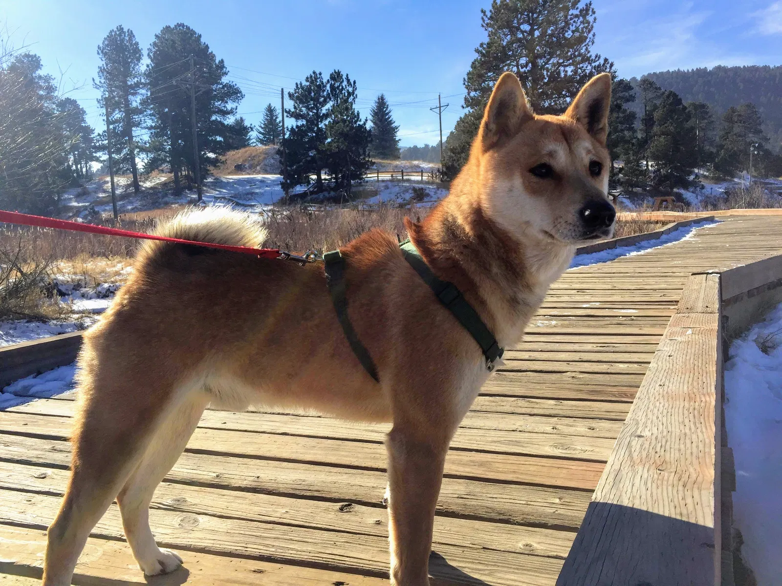 Lost dog in Denver, CO, 80219
