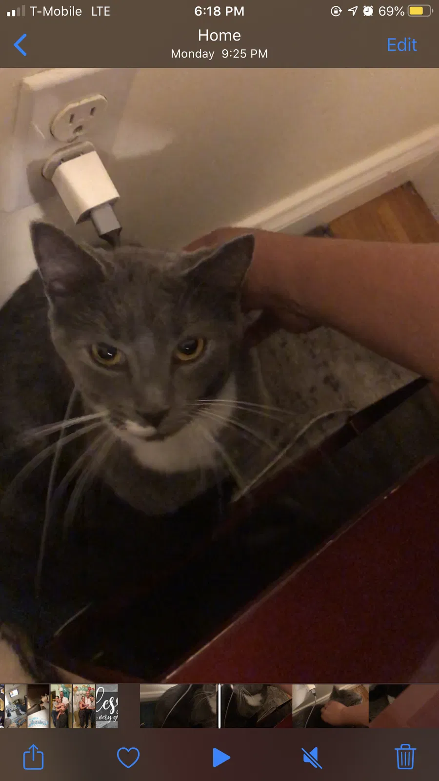 Lost cat in Lynn, MA, 1905
