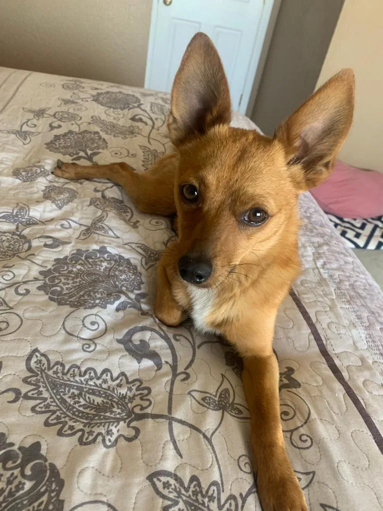 Lost dog in El Paso, TX, 79936