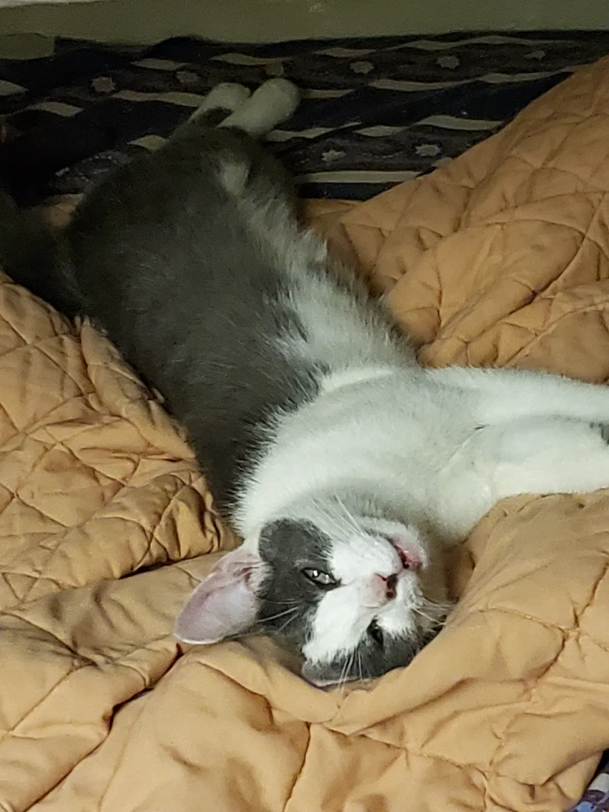 Lost cat in Parkersburg, WV, 26101