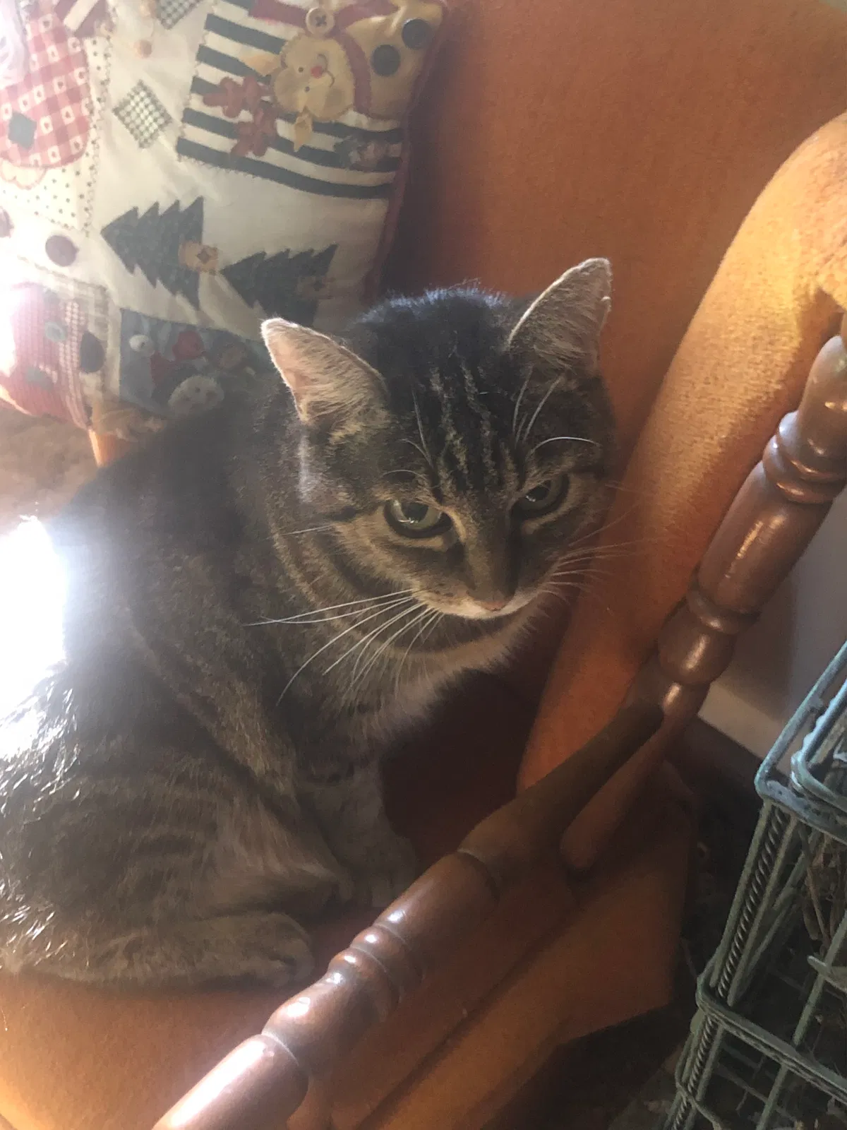 Lost cat in Roanoke, VA, 24018