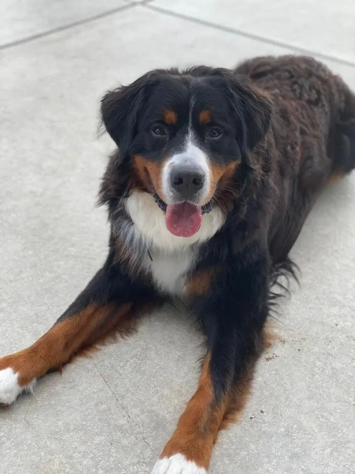 Lost dog in Elkhart, IN, 46514