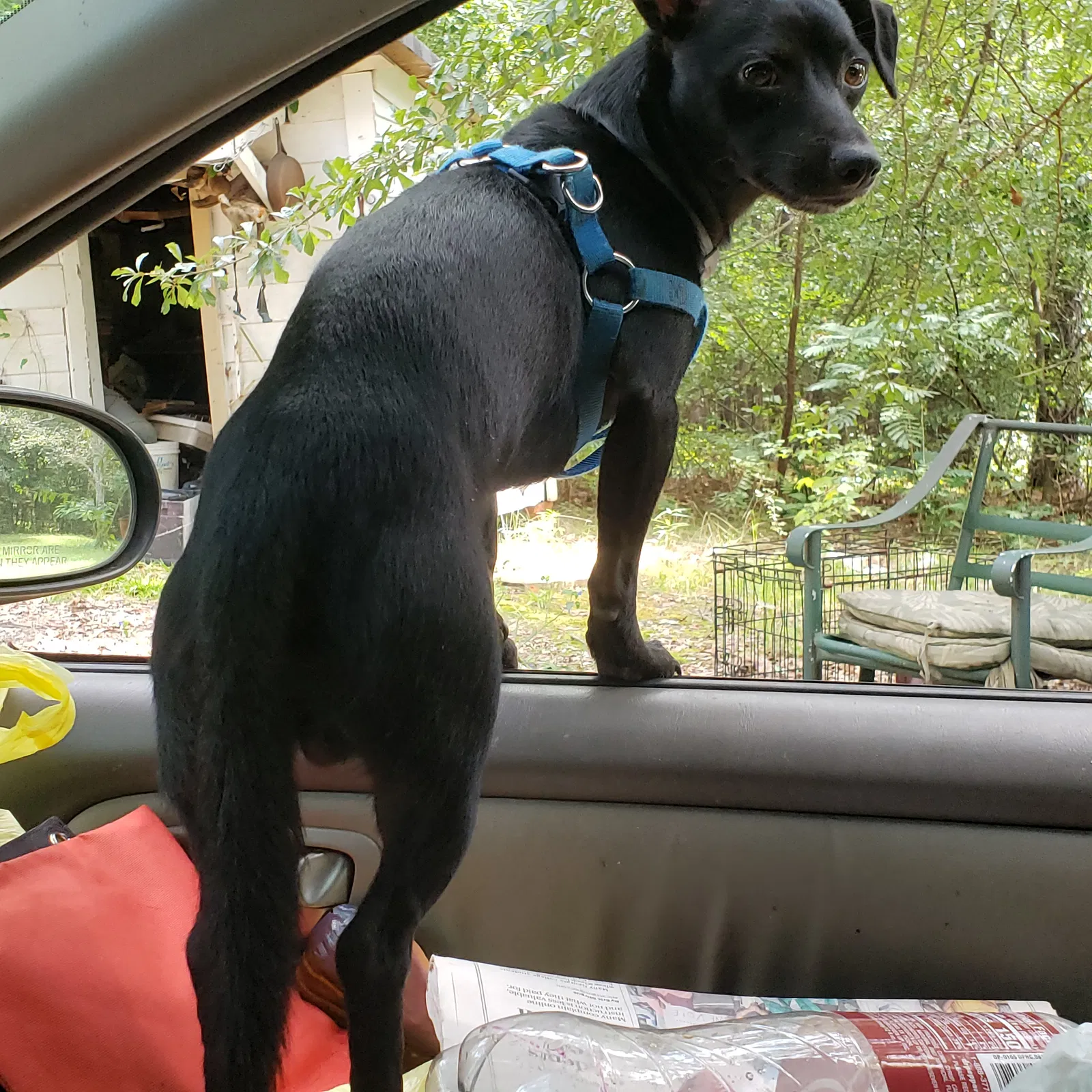 Lost dog in Loganville, GA, 30052