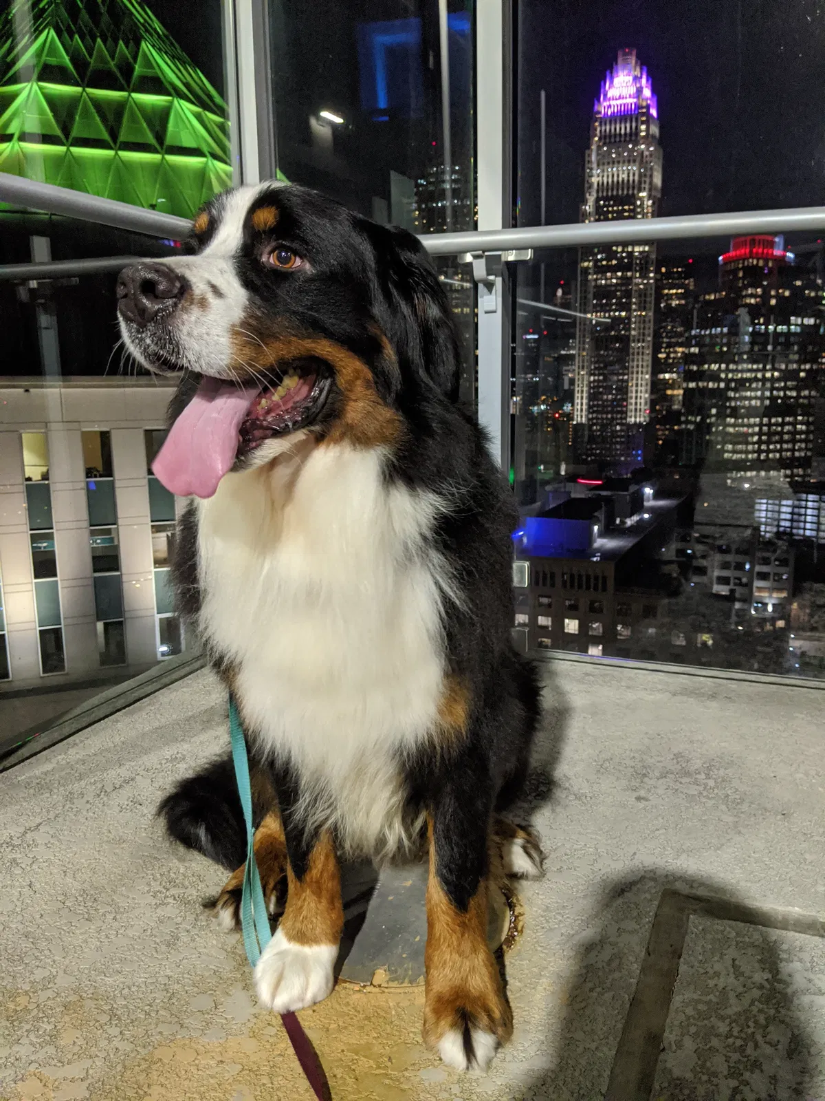 Lost dog in Morganton, NC, 28655