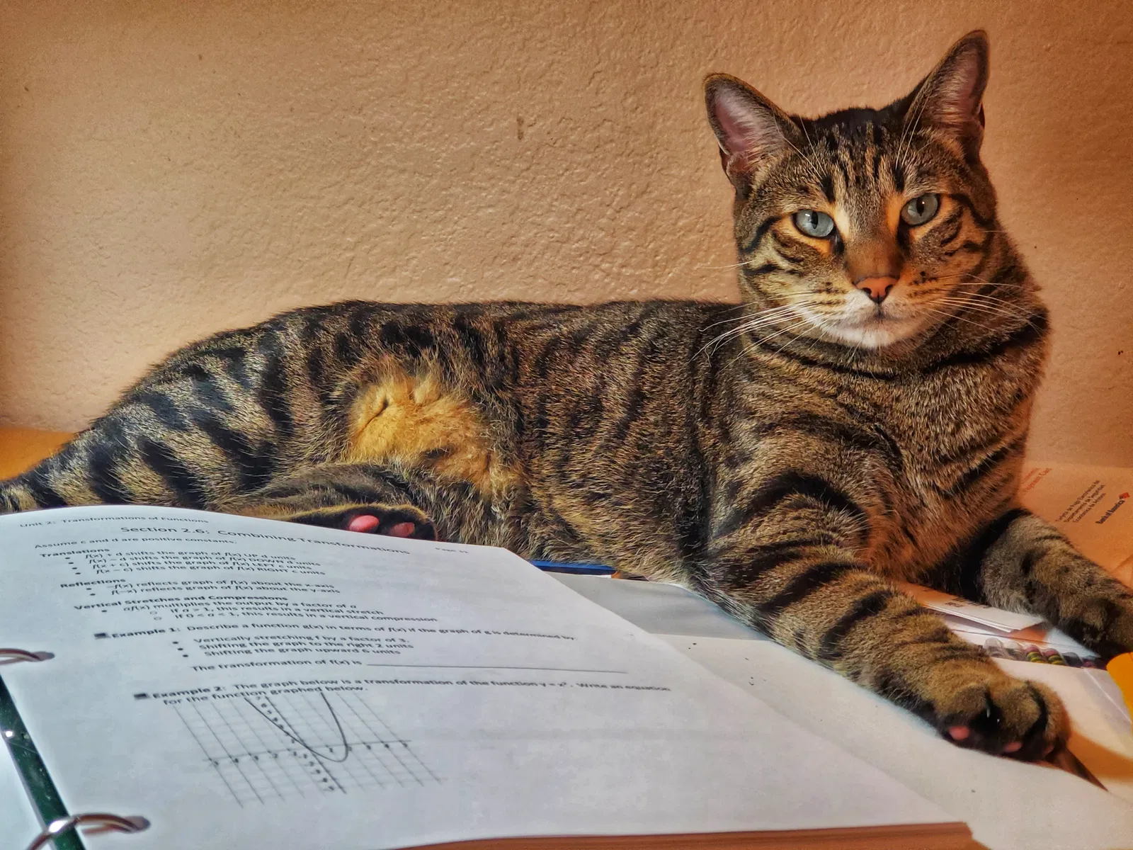 Lost cat in Scottsdale, AZ, 85254