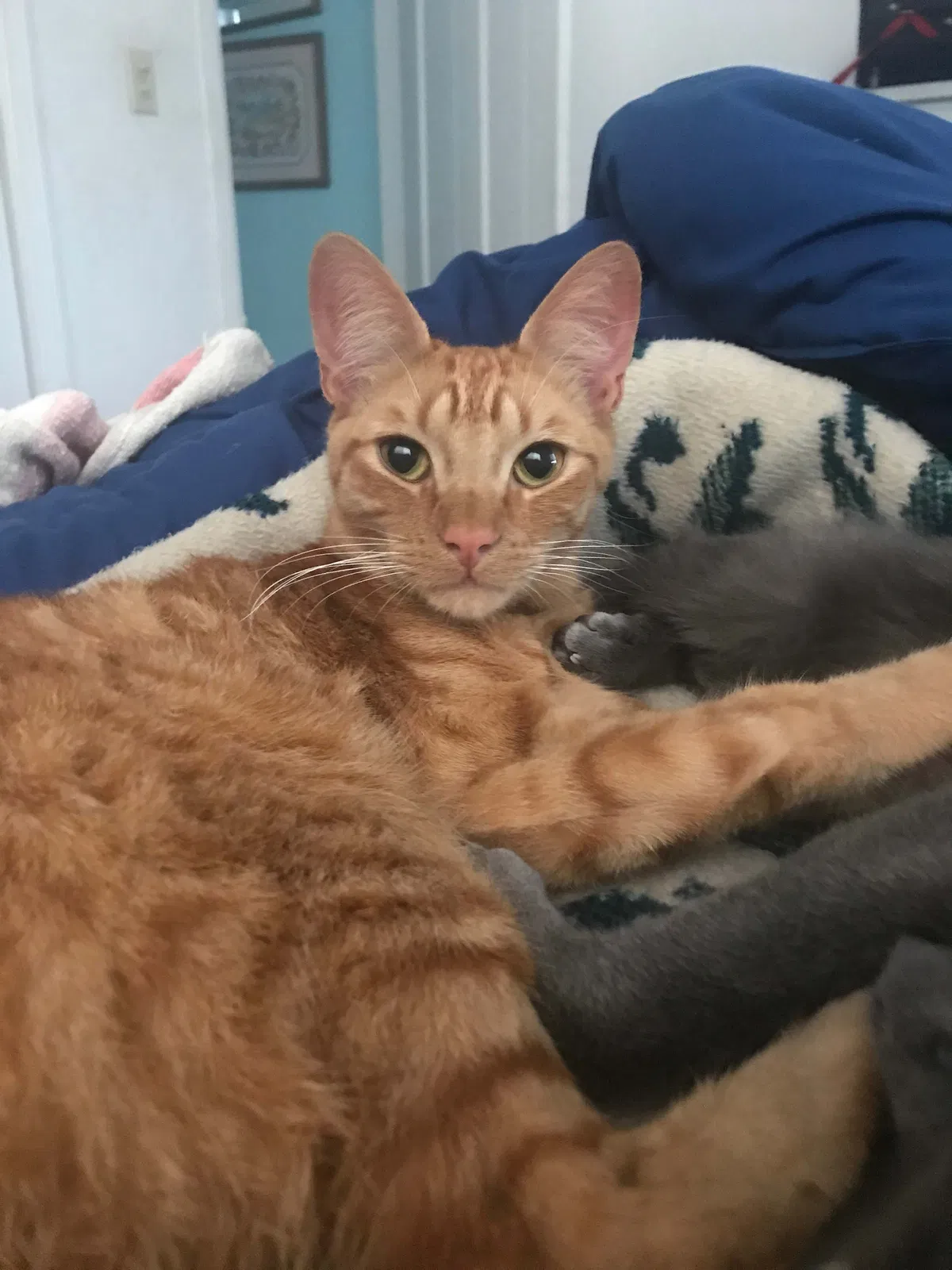 Lost cat in National City, CA, 91950