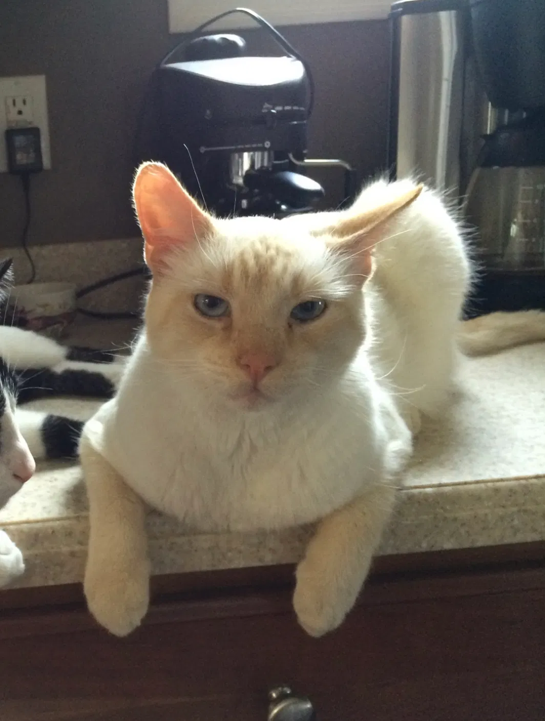Lost cat in Cincinnati, OH, 45241
