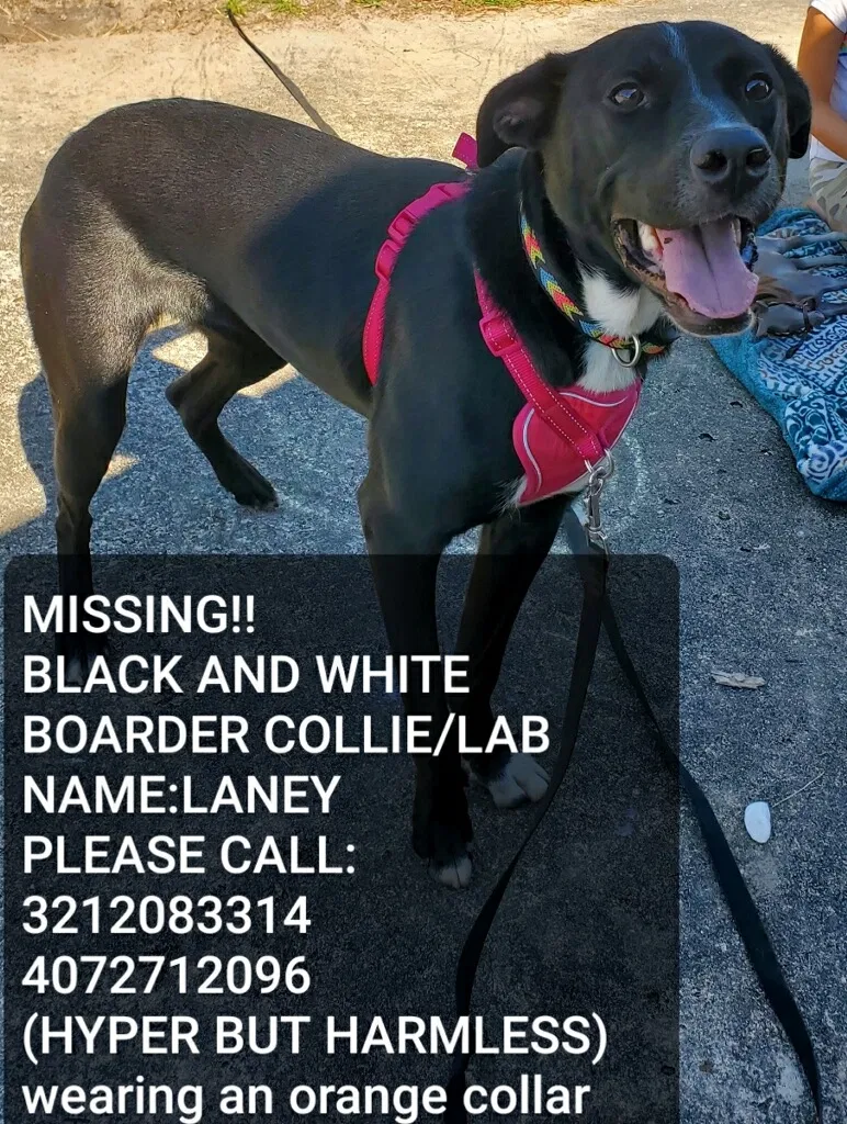 Lost dog in Winter Park, FL, 32792