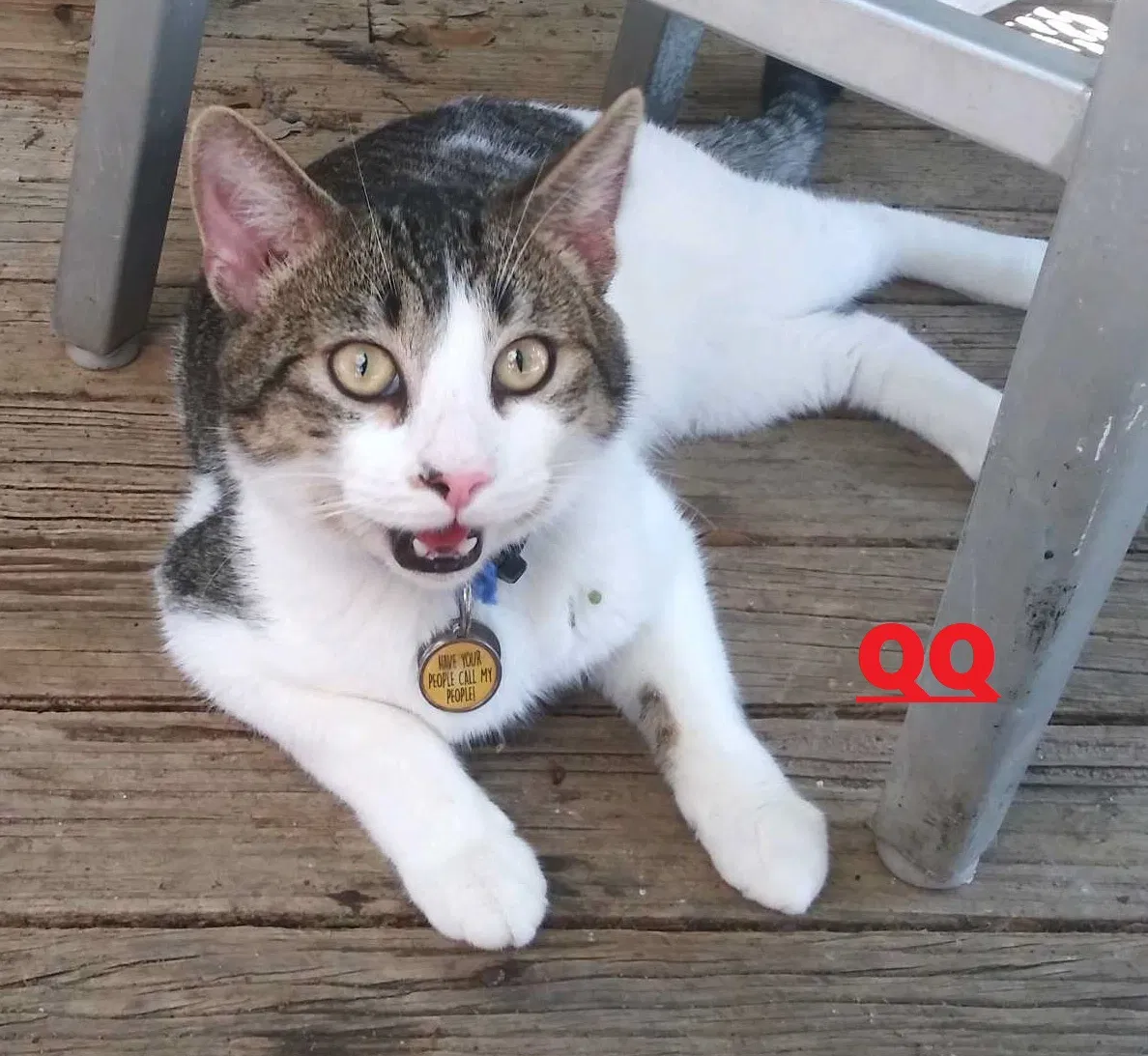 Lost cat in San Antonio, TX, 78247