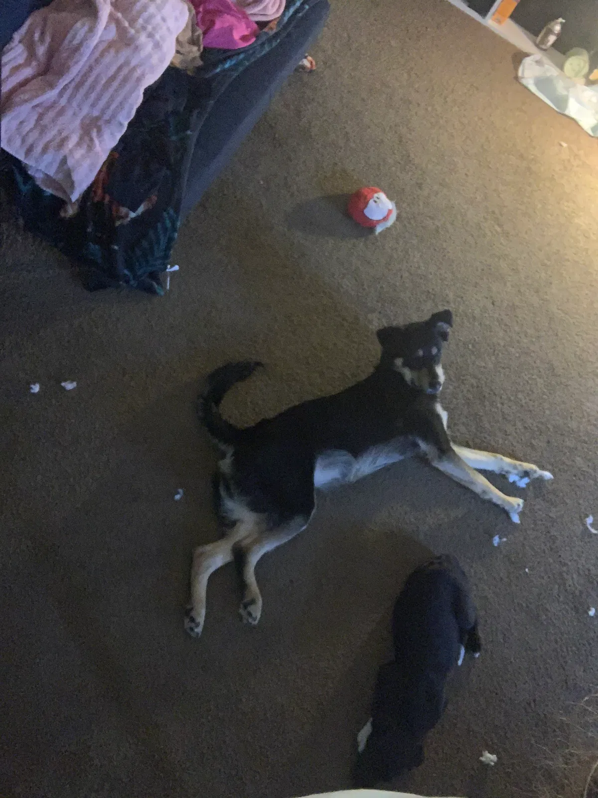 Lost dog in Fort Worth, TX, 76105