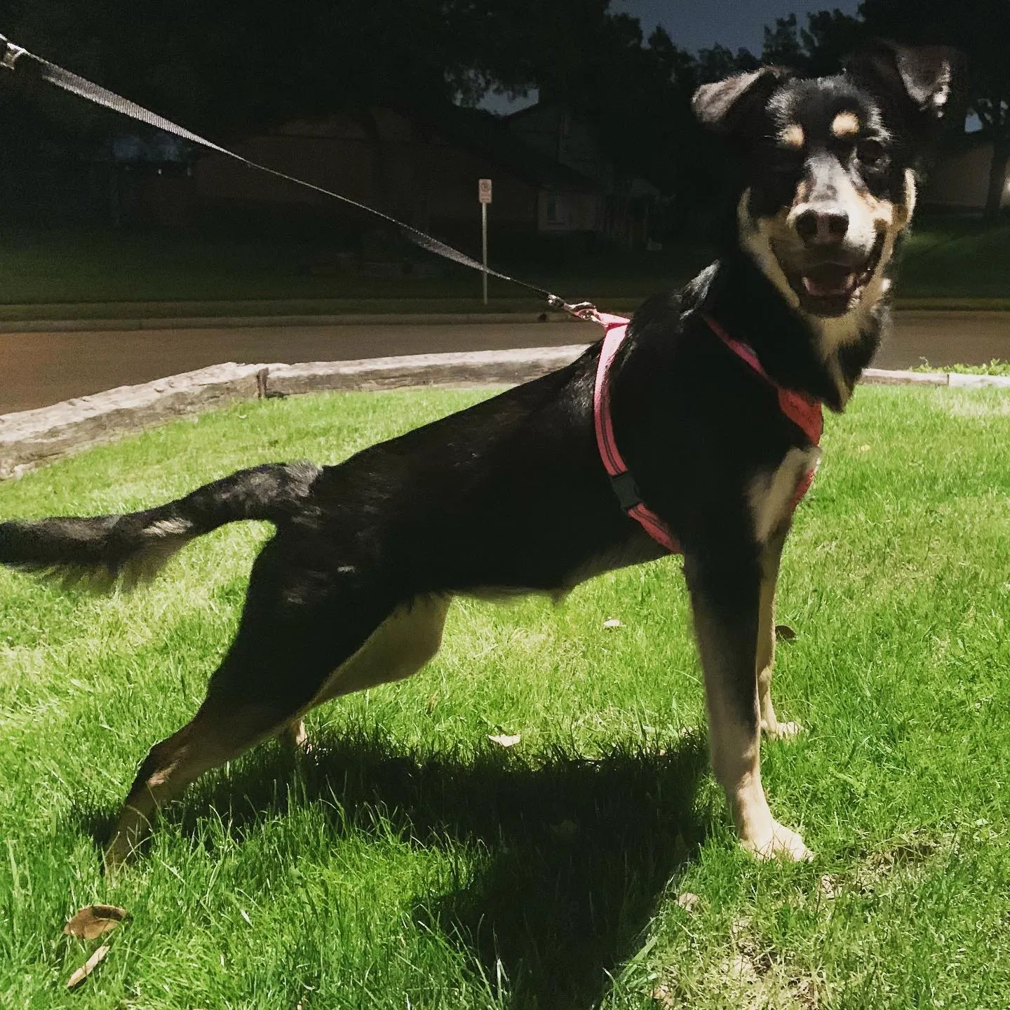 Lost dog in Fort Worth, TX, 76105
