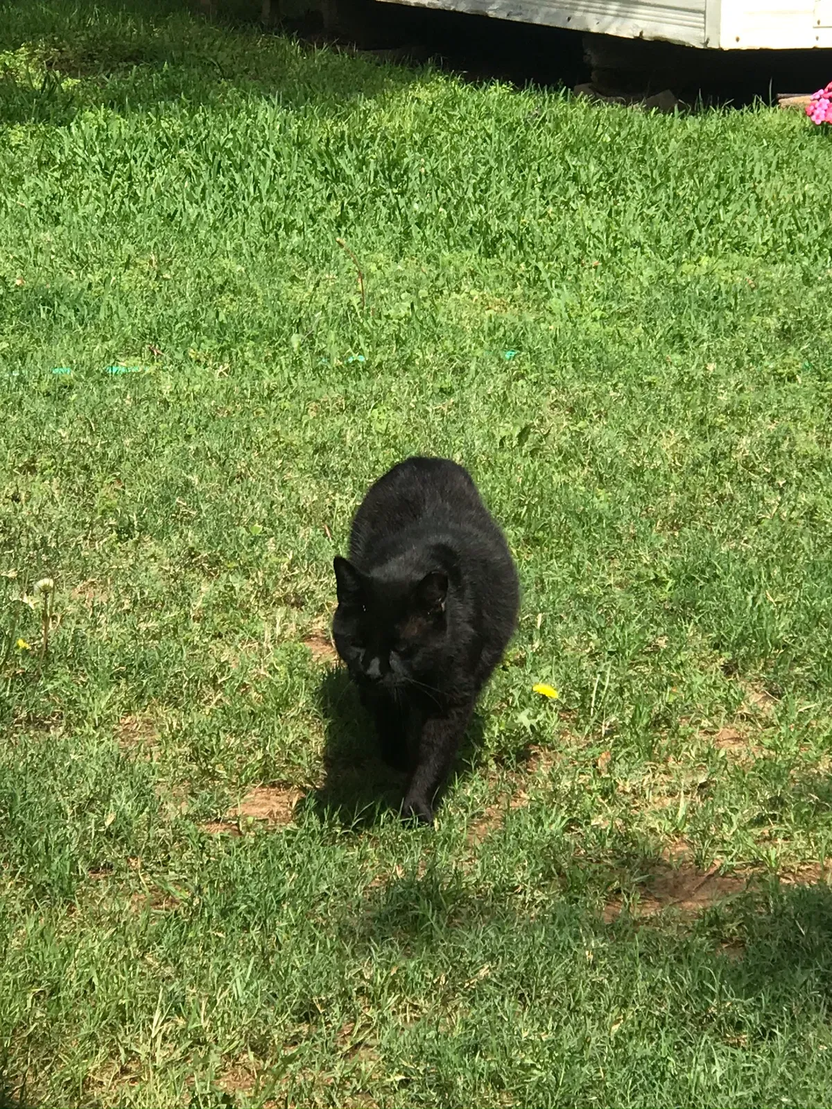 Lost cat in Hurst, TX, 76053