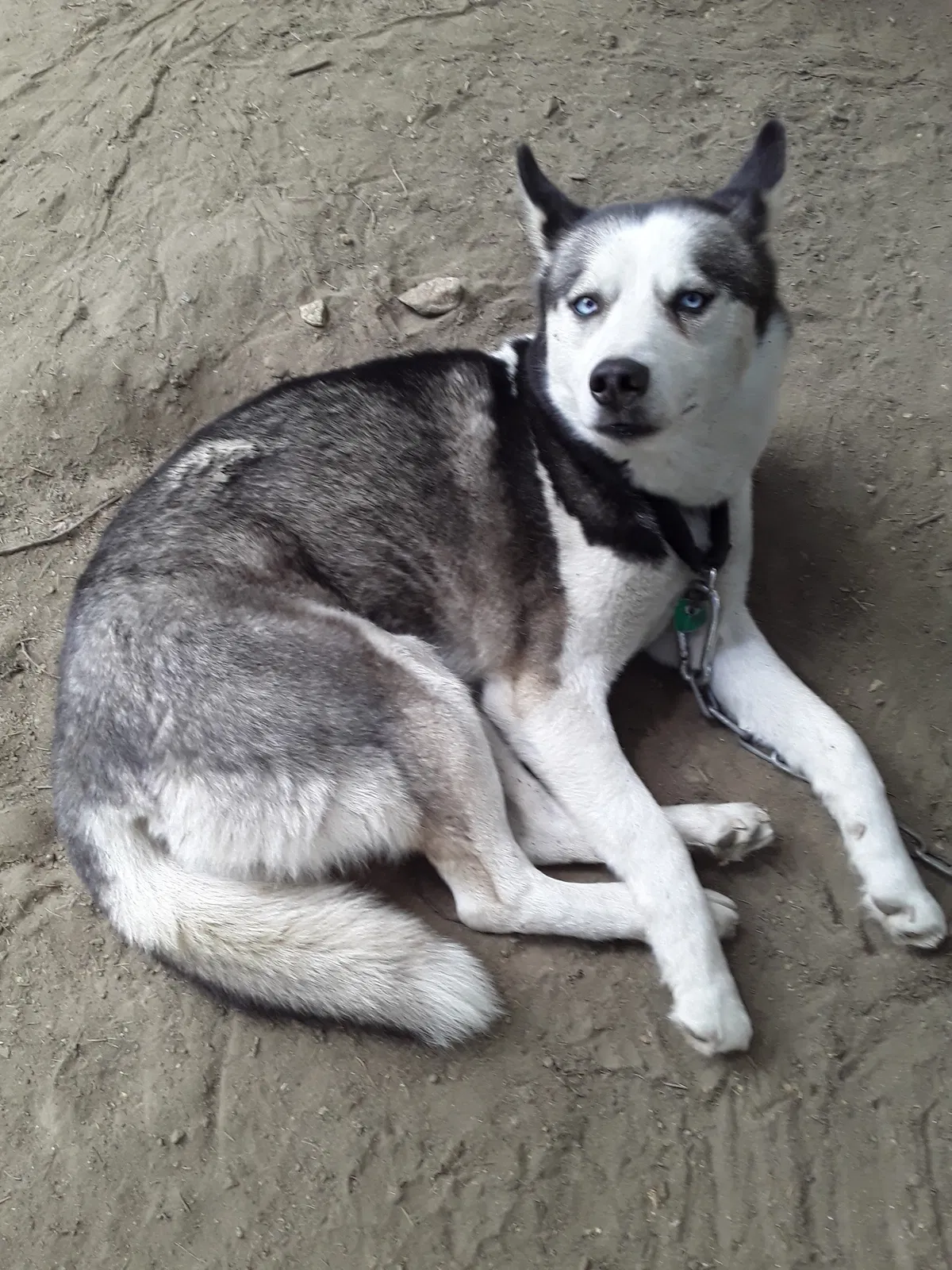 Lost dog in Worcester, MA, 1606