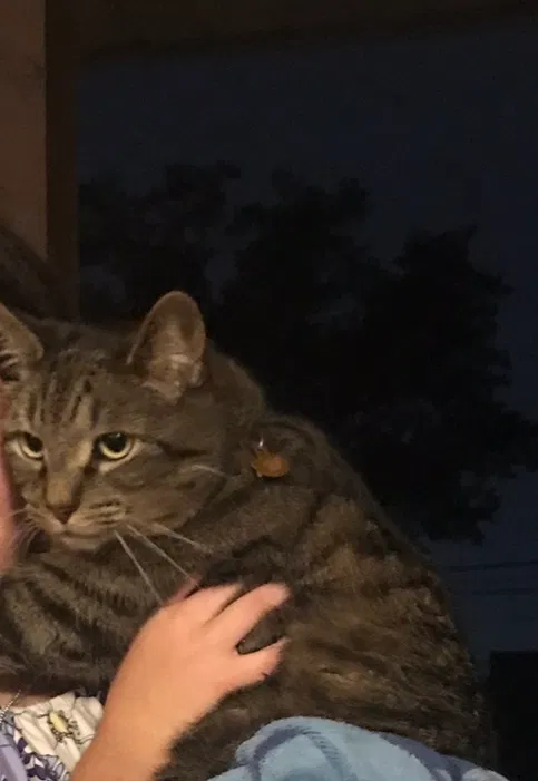 Lost cat in King Of Prussia, PA, 19406