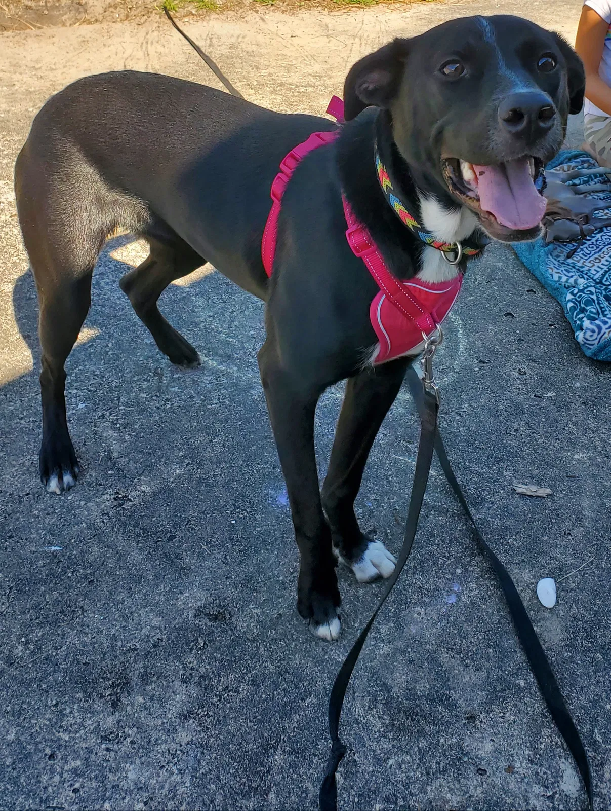 Lost dog in Winter Park, FL, 32792