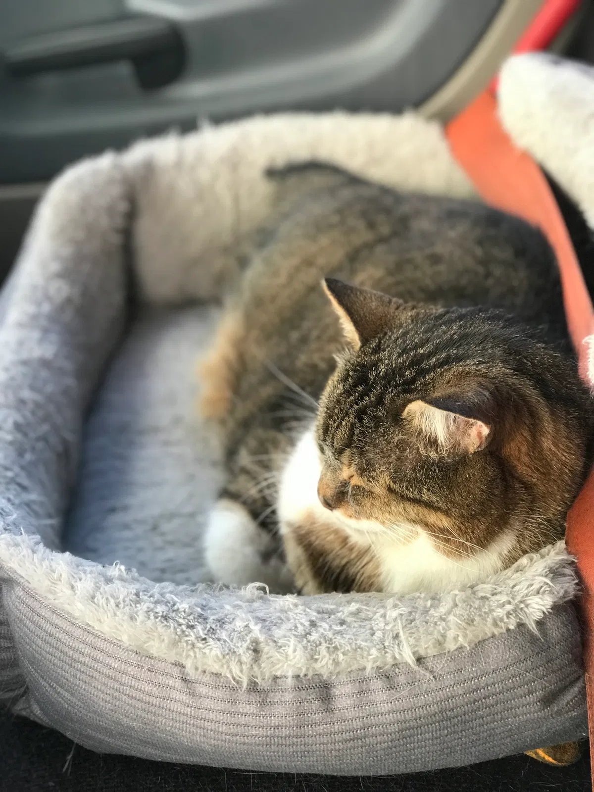 Lost cat in Greenville, SC, 29605