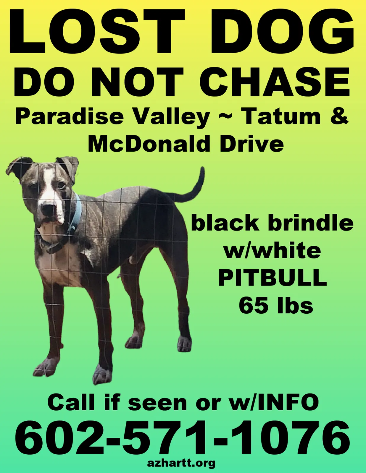 Lost dog in Paradise Valley, AZ, 85253