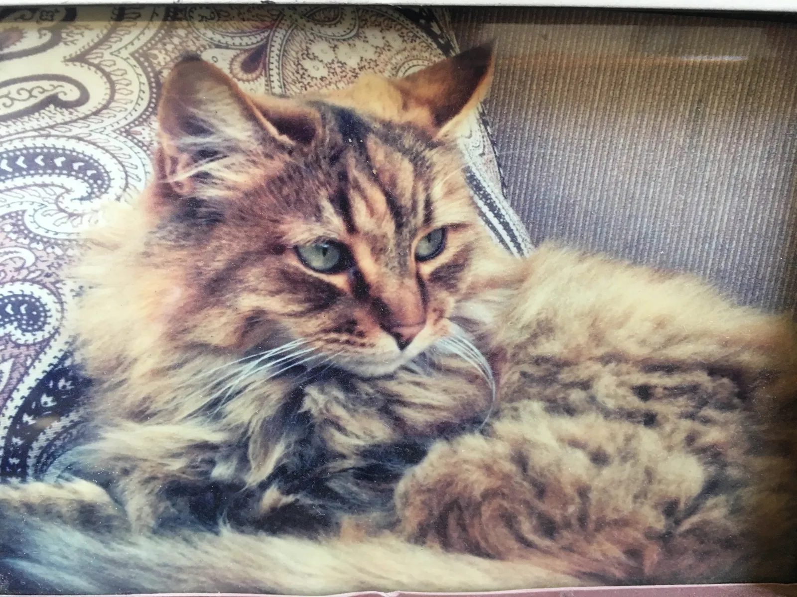 Lost cat in Chino Hills, CA, 91709