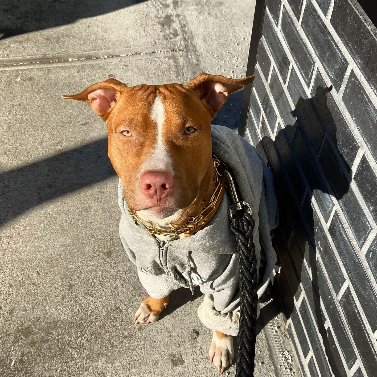 Lost dog in Woodside, NY, 11377