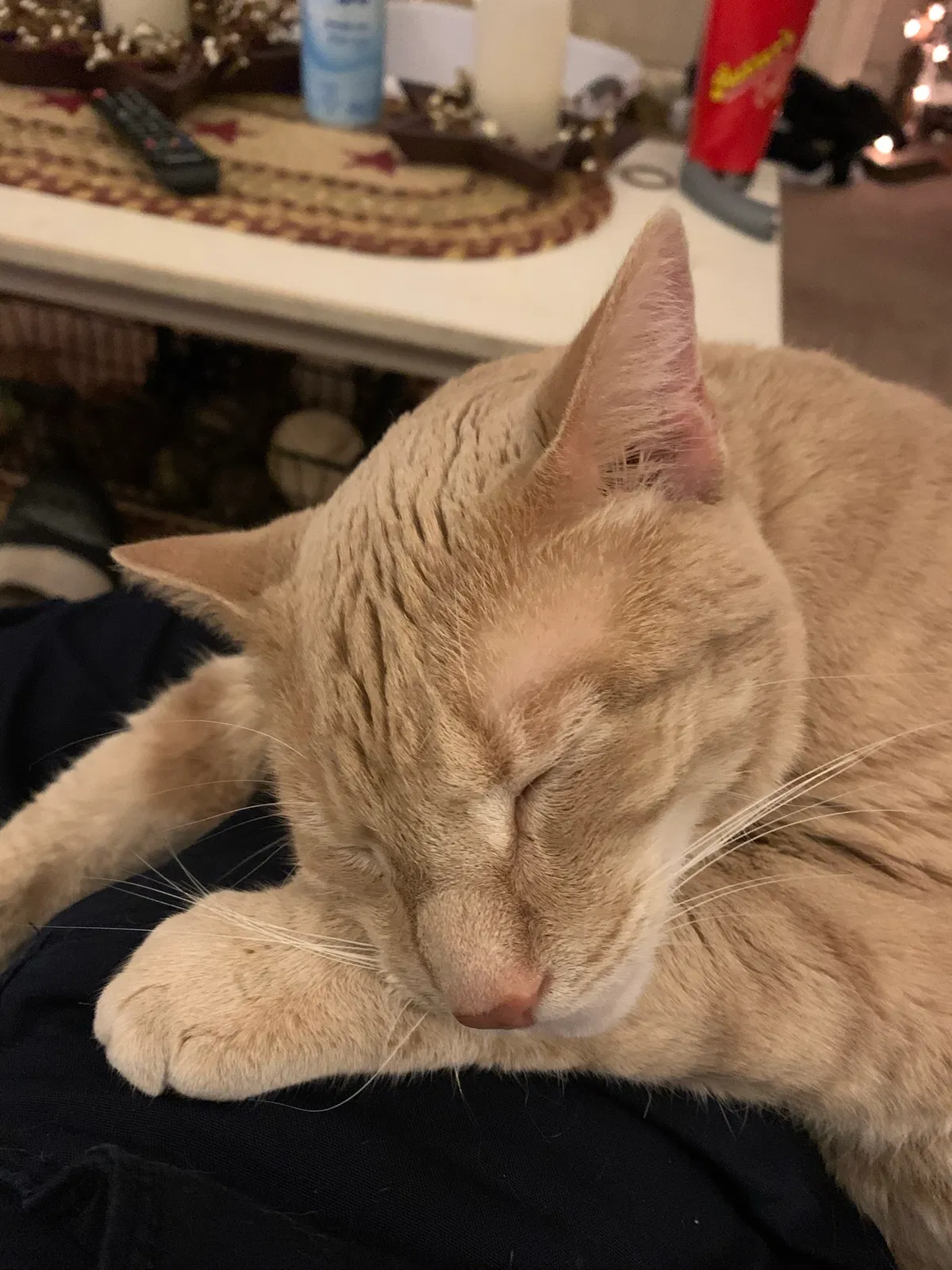 Lost cat in Mount Wolf, PA, 17347