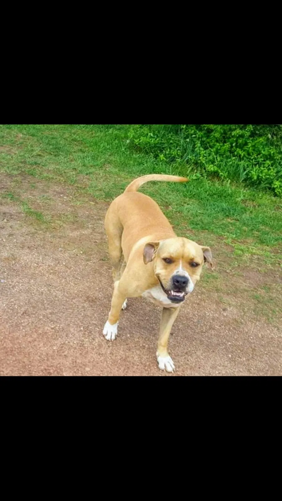 Lost dog in Gaffney, SC, 29341