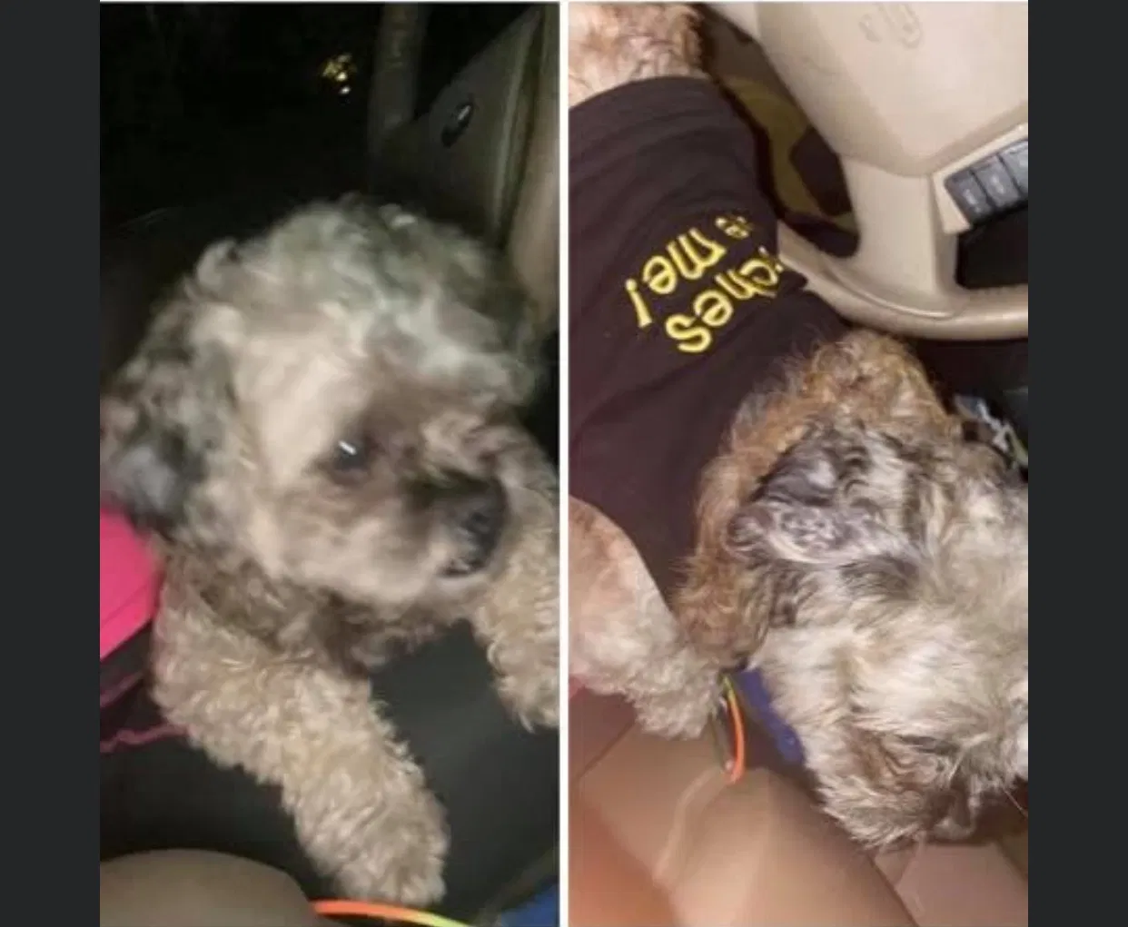 Lost dog in Mobile, AL, 36608