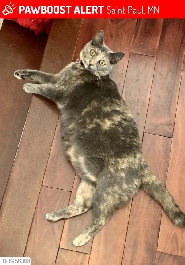 Lost cat in Saint Paul, MN, 55119
