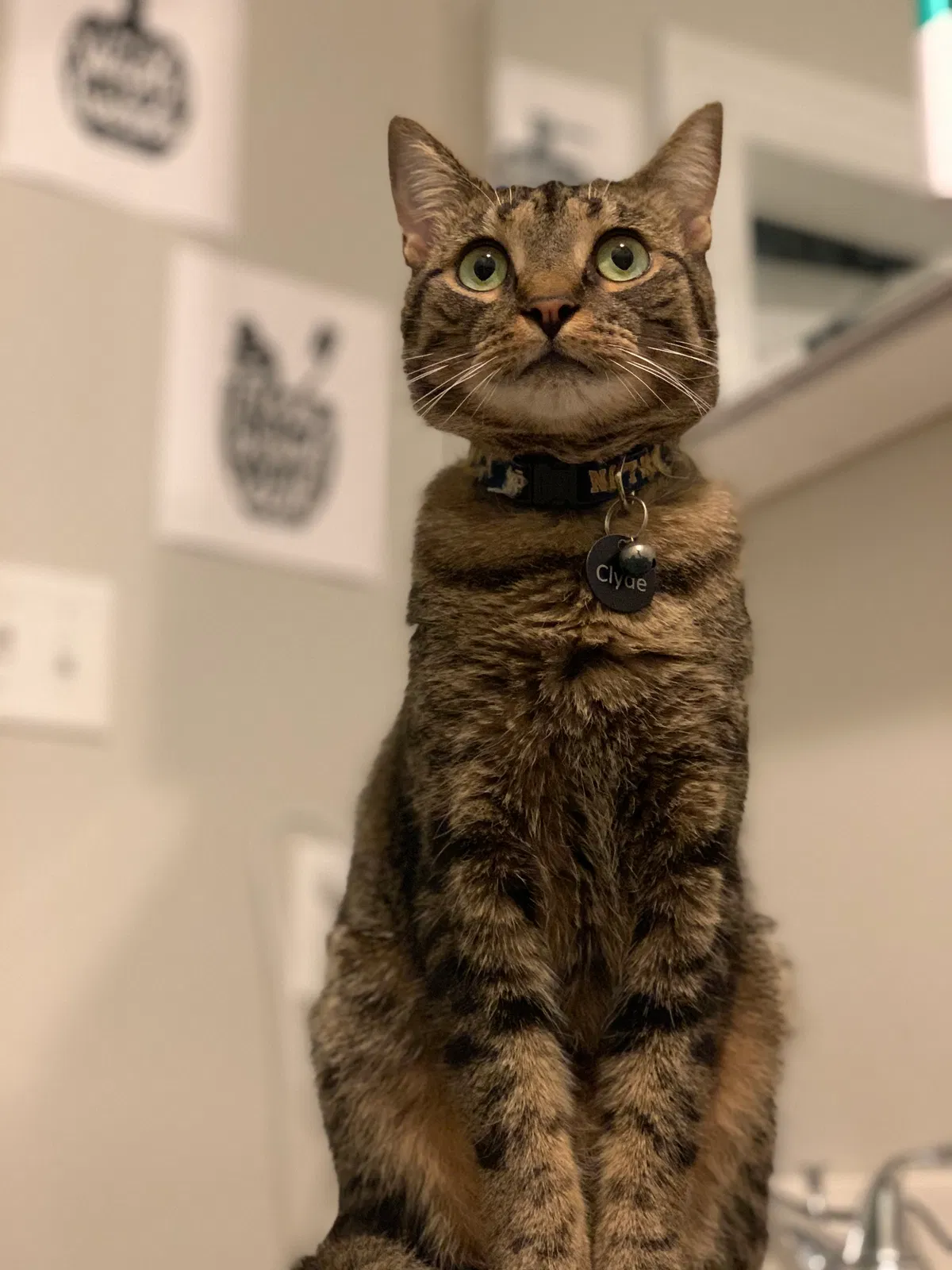 Lost cat in Hanover, PA, 17331