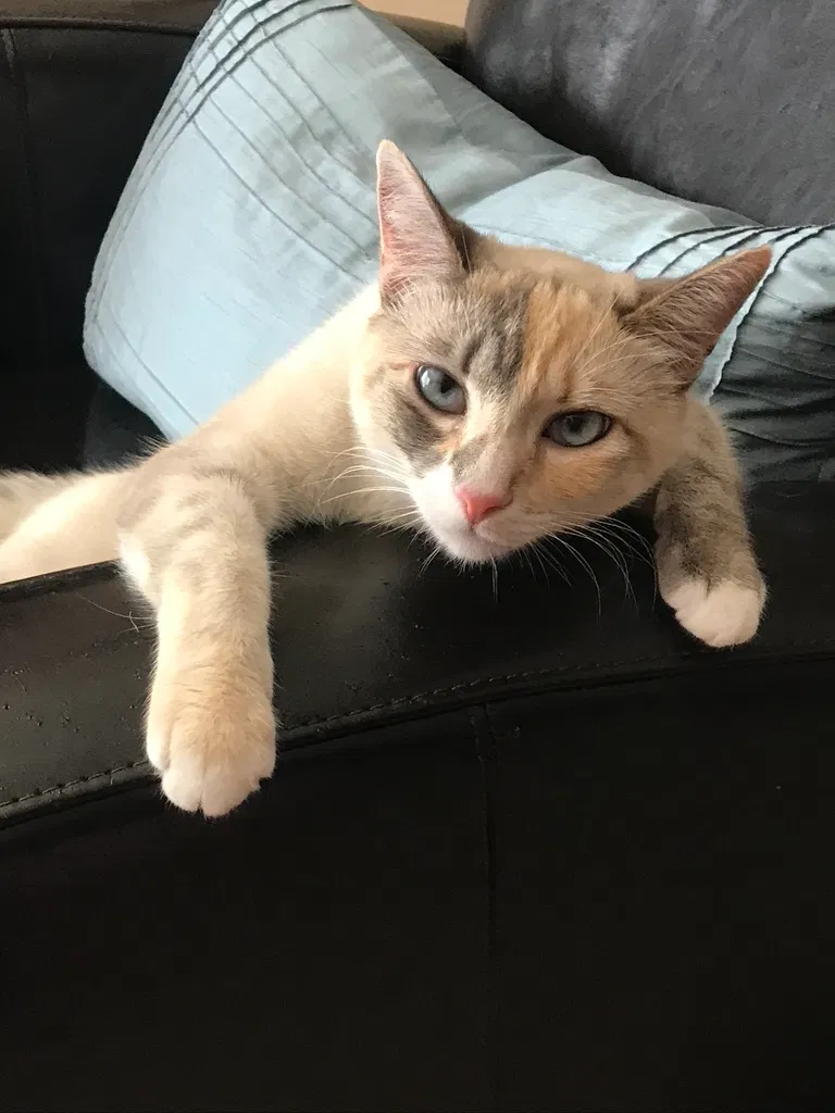Lost cat in San Francisco, CA, 94117