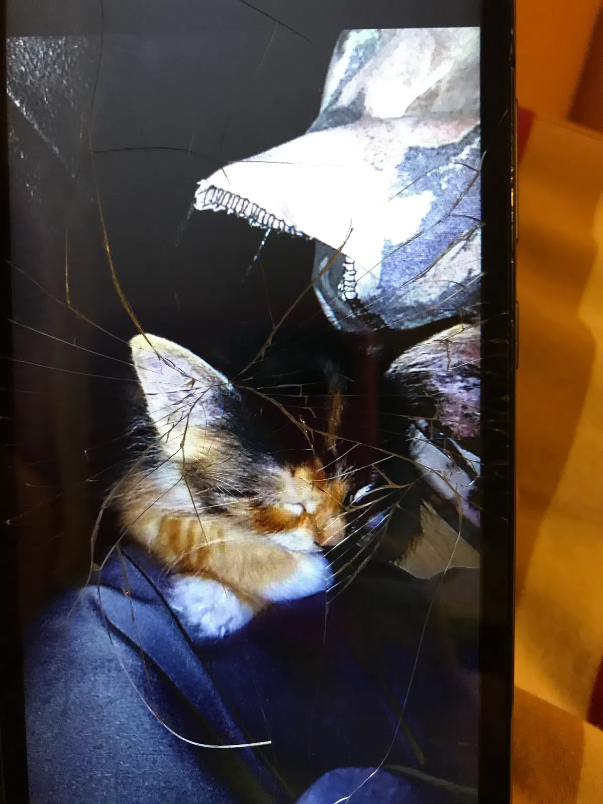 Lost cat in Syracuse, NY, 13206