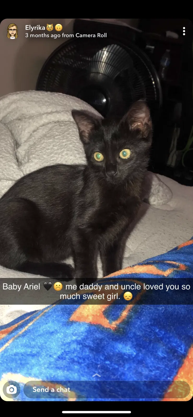 Lost cat in Ocala, FL, 34472