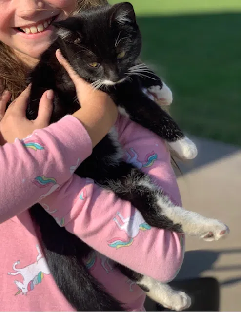 Lost cat in Denver, CO, 80234