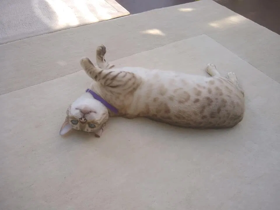 Lost cat in Commerce Township, MI, 48382