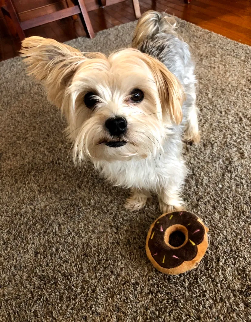 Lost dog in Fairport, NY, 14450