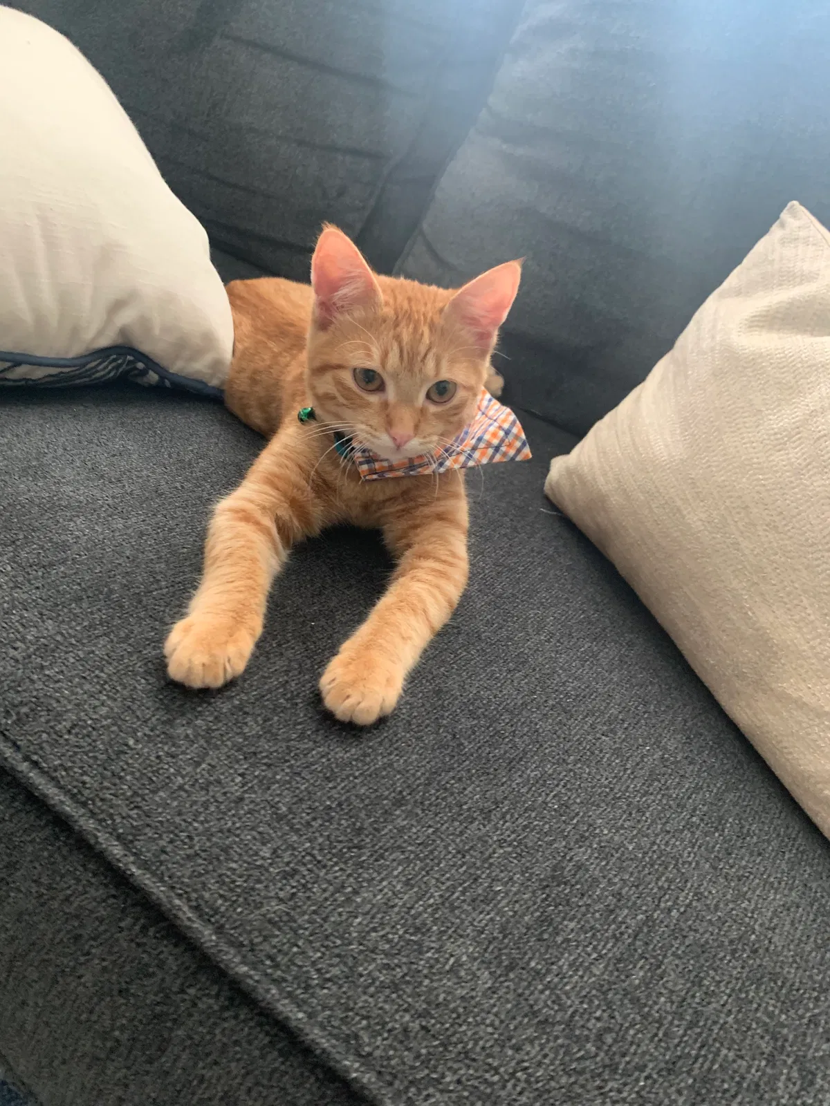 Lost cat in Auburn, AL, 36830