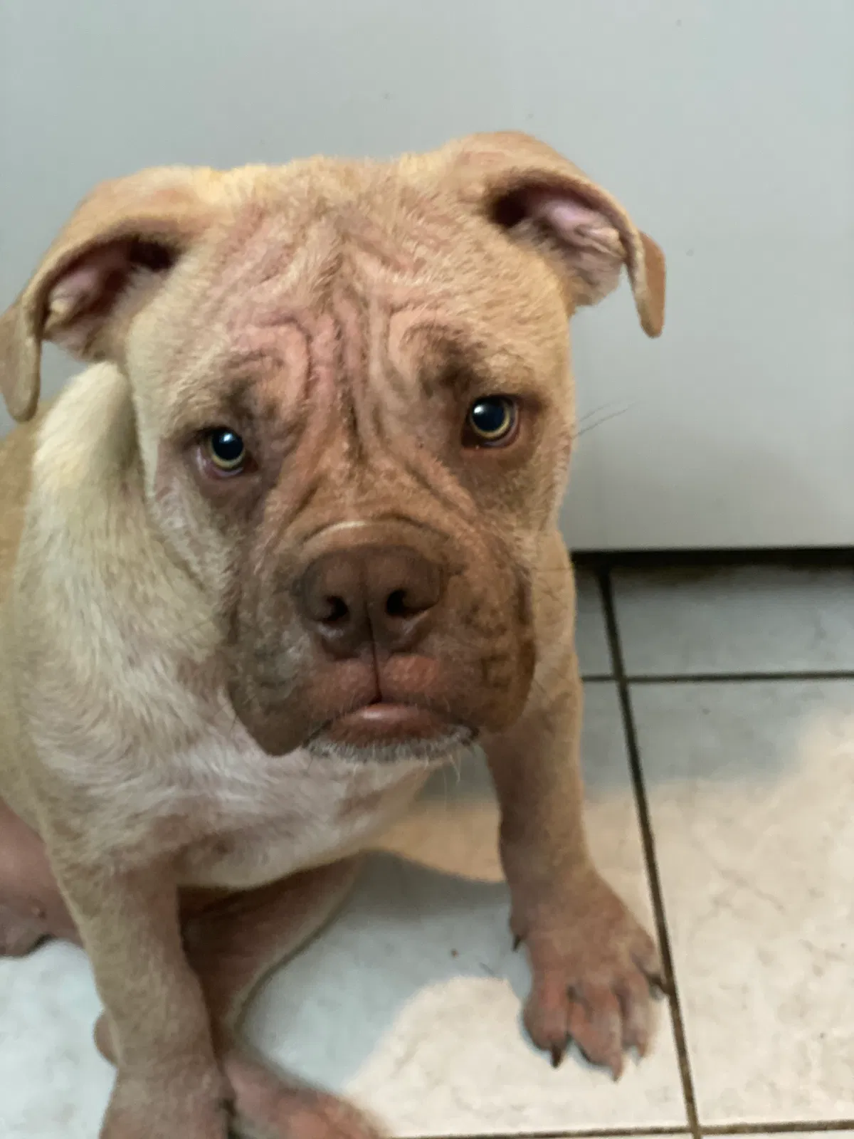 Lost dog in Manville, NJ, 8835