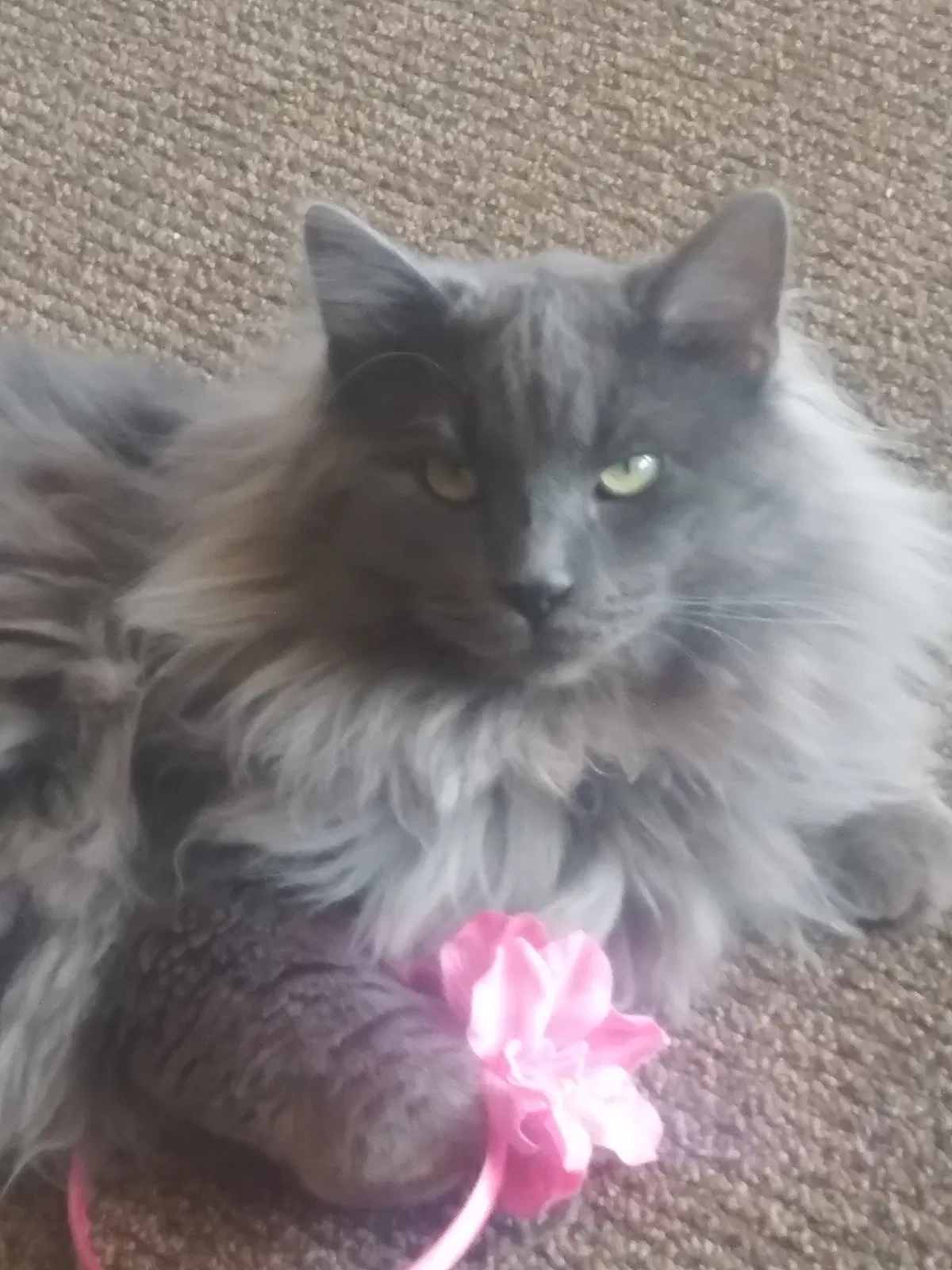 Lost cat in Greeley, CO, 80634