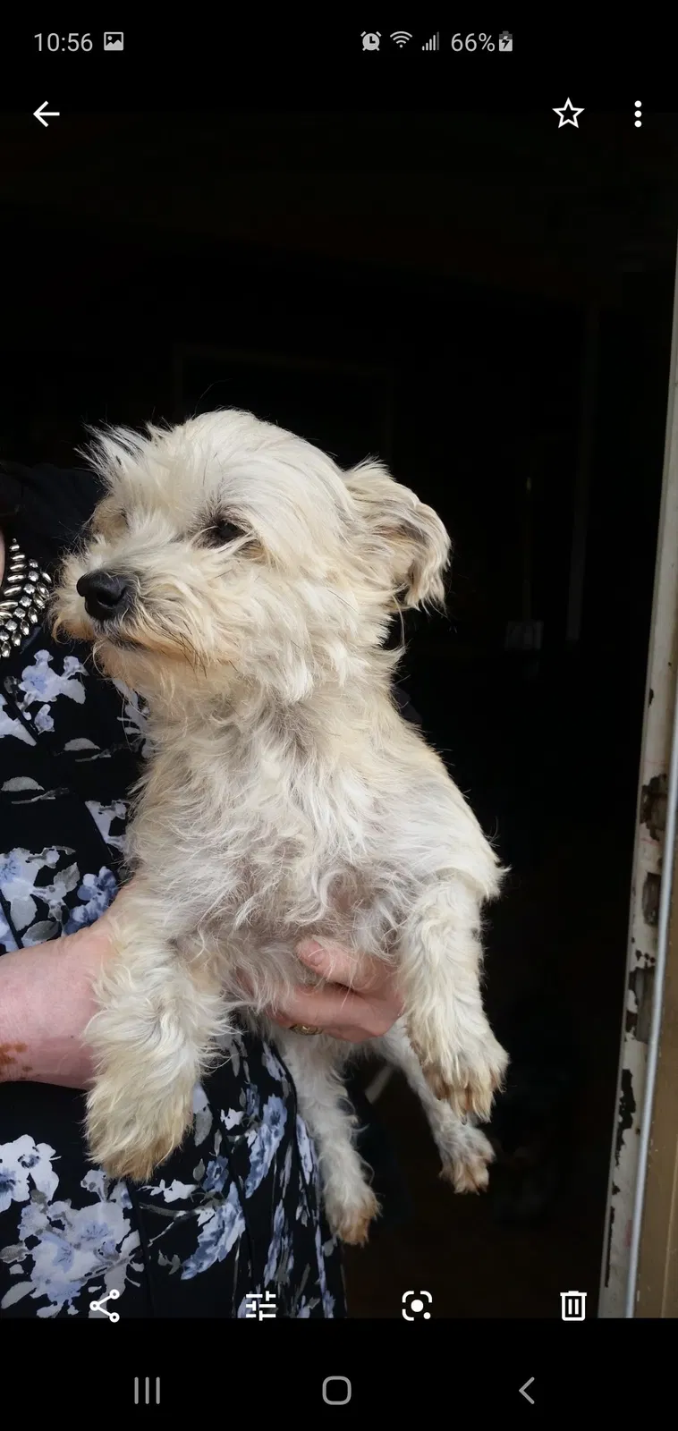 Lost dog in Sun Valley, NV, 89433