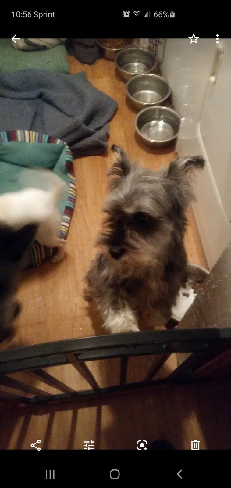 Lost dog in Sun Valley, NV, 89433