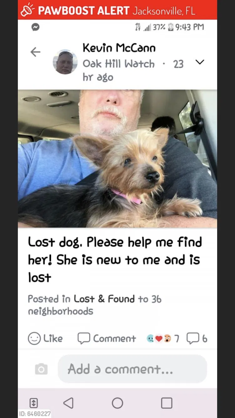 Lost dog in Green Cove Springs, FL, 32043