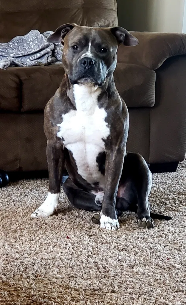 Lost dog in Sonora, KY, 42776