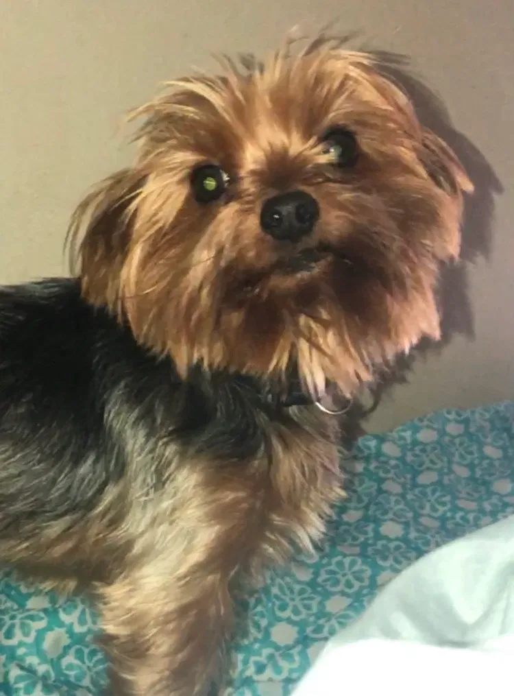 Lost dog in Diberville, MS, 39540