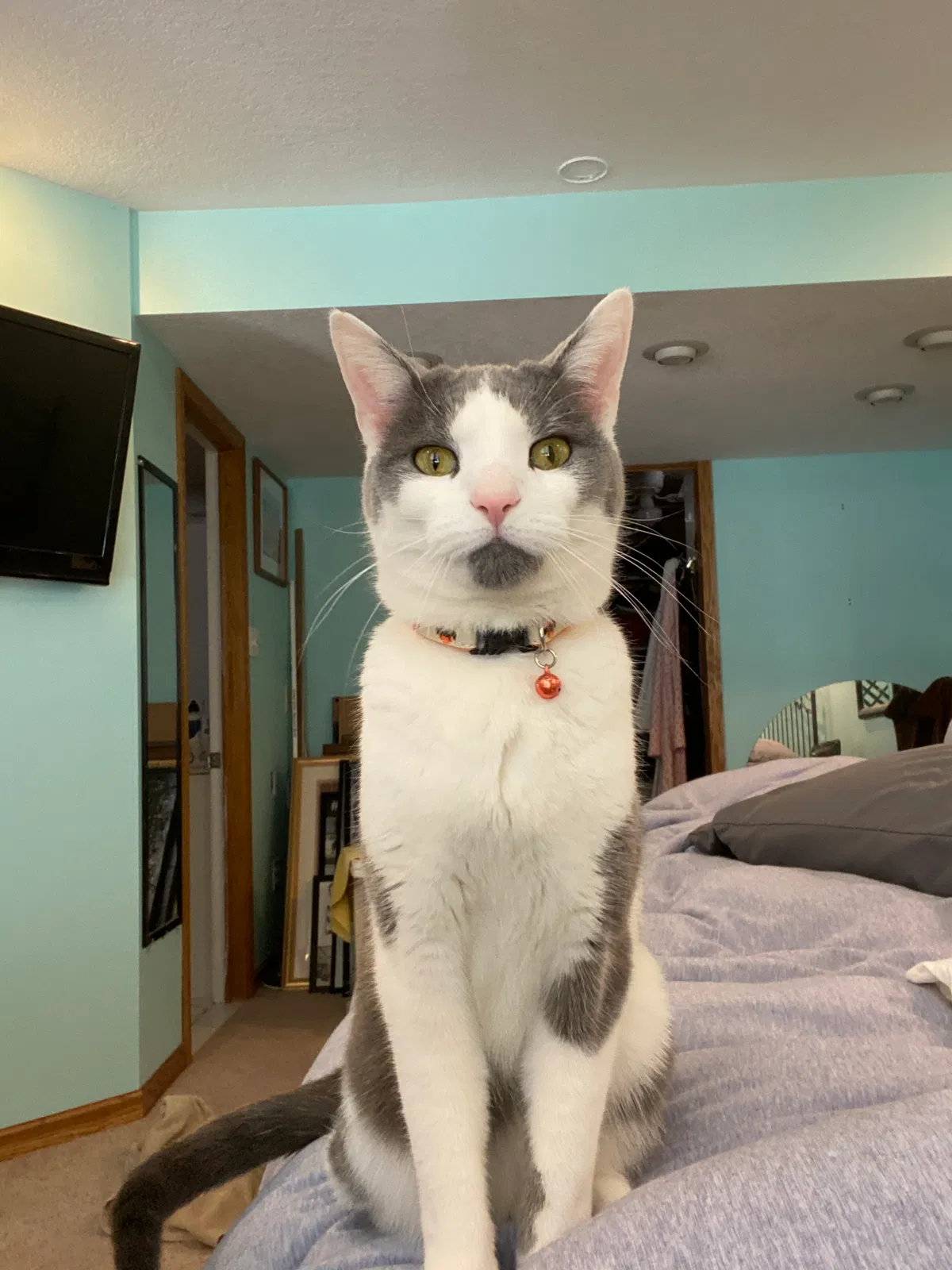 Lost cat in Minneapolis, MN, 55430