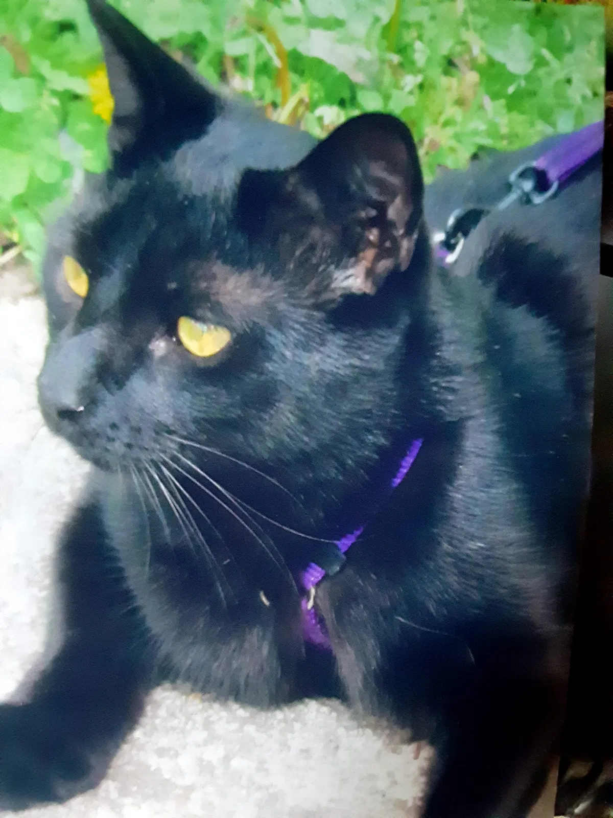 Lost cat in Sellersville, PA, 18960
